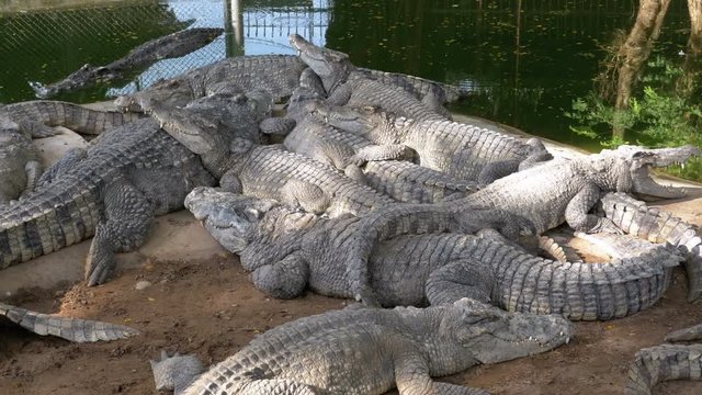 Many Crocodiles Lie near the Water of Green Color. Muddy Swampy River. Pattaya Crocodile Farm. Thailand. Asia.