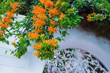 Building with traditional window decorated with fresh orange flowers. Spain, Nerja