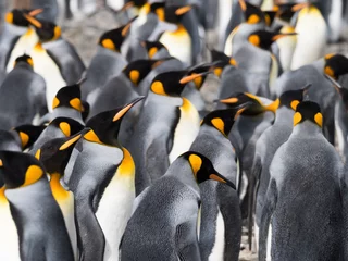 Foto op Plexiglas Close-up King Penguins in een kolonie die in een groep staat. Alleen hun hoofd en torso& 39 s worden getoond. © tloventures
