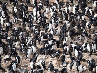 Fototapeta premium Large Group of Blue Eyed Cormorants in a colony with adult birds and fluffy black chicks.