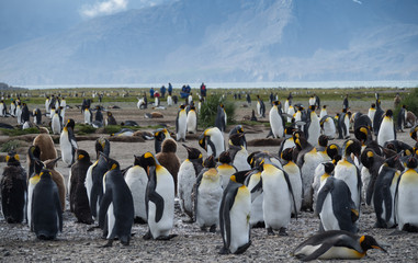 A colony of Molting Penguins with Onlooking Tourists in the background. Blue sky with thin clouds is above.