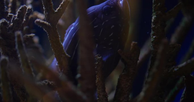 Soapfish Swimming in Coal with White Lines in Ocean Water 10bit, 4K