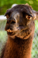 Obraz premium alpaca with funny face looking into camera