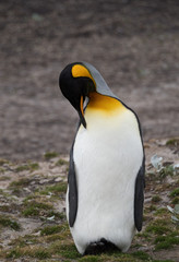 Sleeping King Penguin standing on its heels with its head and beak resting on its chest.