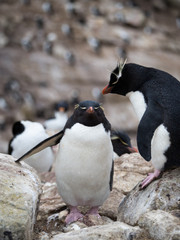 Fototapeta premium Rockhopper Penguin Standing Above Another Penguin. Both are standing on rocks.