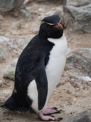 Naklejka premium Rockhopper Penguin standing on a flat rock looking toward the camera. 