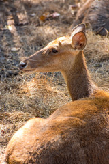The image of red deer on a natural background.