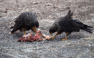 Striated Caracaras Eating from the carcass of a penguin. The birds are banded.
