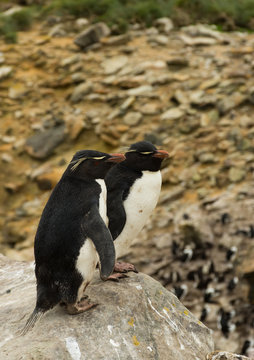 A pair of rockhopper penguins standing side by side on a boulder at the edge of a cliff. Shallow depth of field.