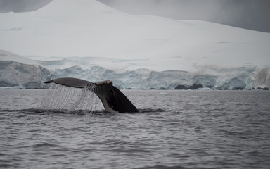 Water Pouring Off Humpback Tail as it dives in the Southern Ocean. A glacier covered mountain is in the background. Photographed at dusk.