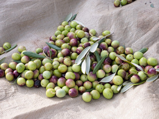 Fresh olive fruits on the olive tree plantation