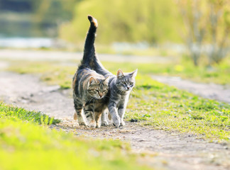 two  lovers cat walking near the juicy Sunny meadow in the spring
