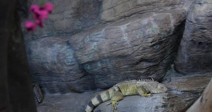Large Iguana Laying on Grey Rock Rack Focus with Pink Flower, 4K