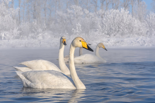 swans lake frost winter