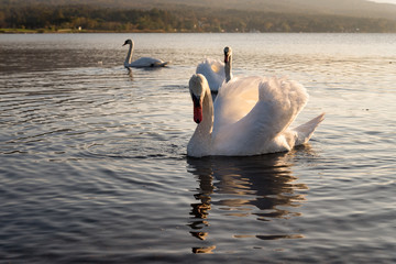 Swans Floating on a Lake