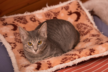Young Cat Looking at the Camera