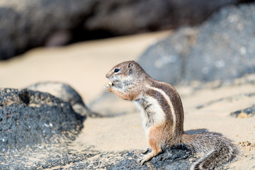 Barbary Ground Squirrel Atlantoxerus getulus on  Fuerteventura, Canary Islands  Spain