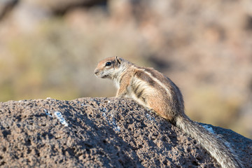 Barbary Ground Squirrel Atlantoxerus getulus on  Fuerteventura, Canary Islands  Spain