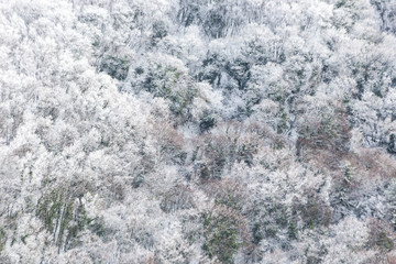 Aerial view of trees covered by snow in a forest, on the side of Subasio mountain (Umbria), creating a kind of abstract texture