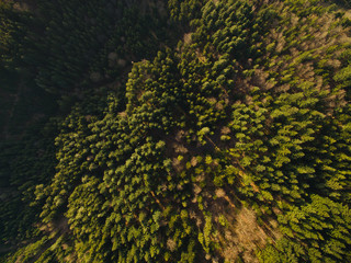 arial view of beautiful green woods with trees, Germany