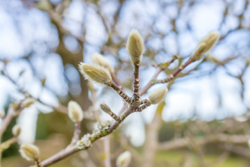 The first spring buds and branches as natural background