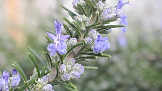 Blooming tuscan rosemary
