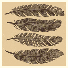Set of grunge vintage bird feathers design