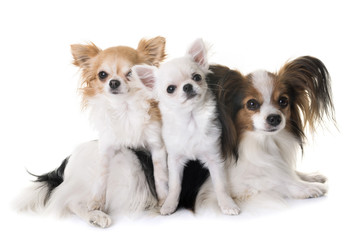 papillon dog and chihuahua