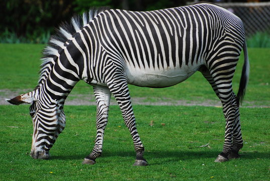 Zebra frisst sattes gr&uuml;nes Gras auf Weide