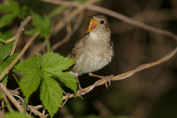 nightingale, bird, robin, nature, wildlife