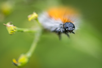 Macro of a hairty caterpillar 
