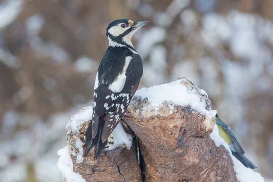 bird, woodpecker, nature, wildlife