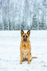 Dog portrait in snow at winter