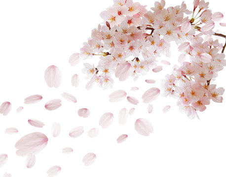 桜舞い散る白背景素材