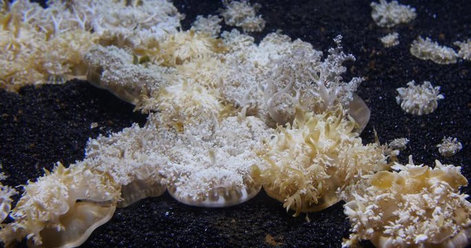 Upside Down Jellyfish Moving in the Water Motion Background, 4K
