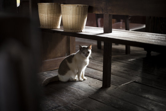 Siamese Cat