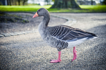 Duck on a pond in the city park in sunny autumn day.