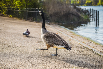 Duck on a pond in the city park in sunny autumn day.