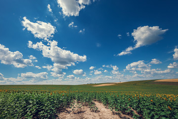 Green Field and Beautiful Sunset