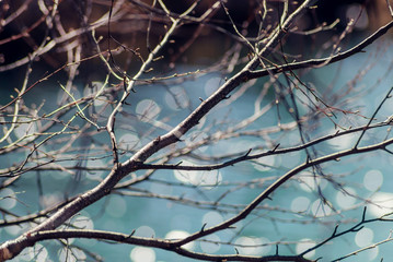 spring landscape, melting ice on a forest lake, clear water