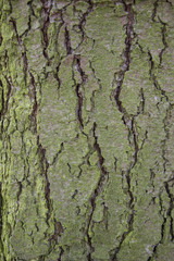 Grüne Baumrinde