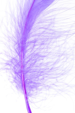 Purple Feathers On A White Background