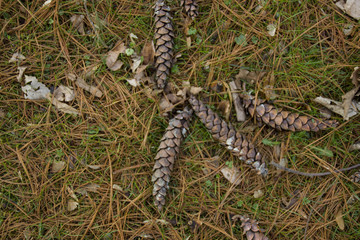 Waldboden mit Tannenzapfen