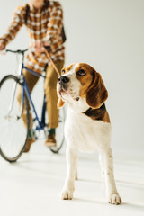 cropped image of bicycler with cute beagle on white