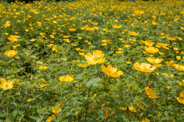 Florecitas amarillas 2