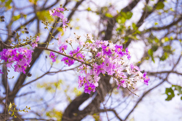 Lagerstroemia loudonii flower tree with soft light morning style 