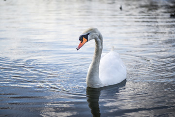 Naklejka premium Beautiful white swans floating on the water
