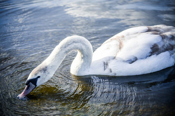Single White Swan Swimming Gracefully On The Lake