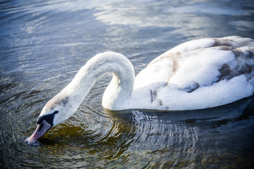 Fototapeta premium Single White Swan Swimming Gracefully On The Lake