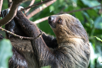 A relaxed sleepy Linnaeus's two-toed sloth (Choloepus didactylus) hanging in tree canopy. Dubai, UAE. © Kertu